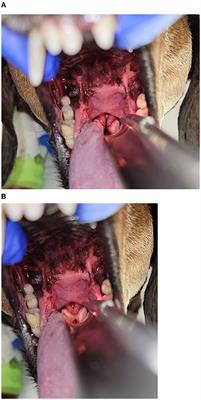 Case report: Laryngospasm following ethanol ablation of a parathyroid nodule in a dog with primary hyperparathyroidism